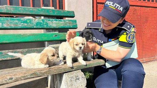 EXCLUSIV | Peste 2.300 de căței și pisici au fost sterilizați în Ilfov de la începutul anului / Peste 200 de proprietari au fost sancționați pentru nerespectarea legii / Campaniile gratuite de sterilizare și microcipare continuă: „Scopul nostru nu este să-i amendăm pe oameni, ci să înțeleagă că este în avantajul lor și al animalelor lor să le sterilizeze”