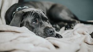 Și câinii au dureri de cap. Cum se manifestă: de la schimbări comportamentale la soluții veterinare / Semnalele pe care ți le transmite câinele tău când suferă