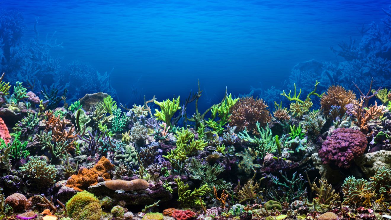 A fost finalizată constituirea pajiştilor de iarbă de mare şi crearea de recife artificiale pentru stimularea altor specii,  ce vizează refacerea echilibrului ecologic, anunță Administraţia Bazinală de Apă Dobrogea-Litoral