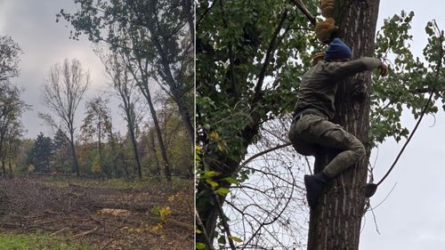 EXCLUSIV Ministra Mediului: Voi propune modificarea legii pentru ca tăierile abuzive de arbori din parcuri și spații verzi urbane să fie sancționate ca infracțiuni, nu doar contravenții / Anunțul, după tăierea a încă 4 tei pe Bd. Grigorescu din București / UPDATE Defrișările au continuat și azi