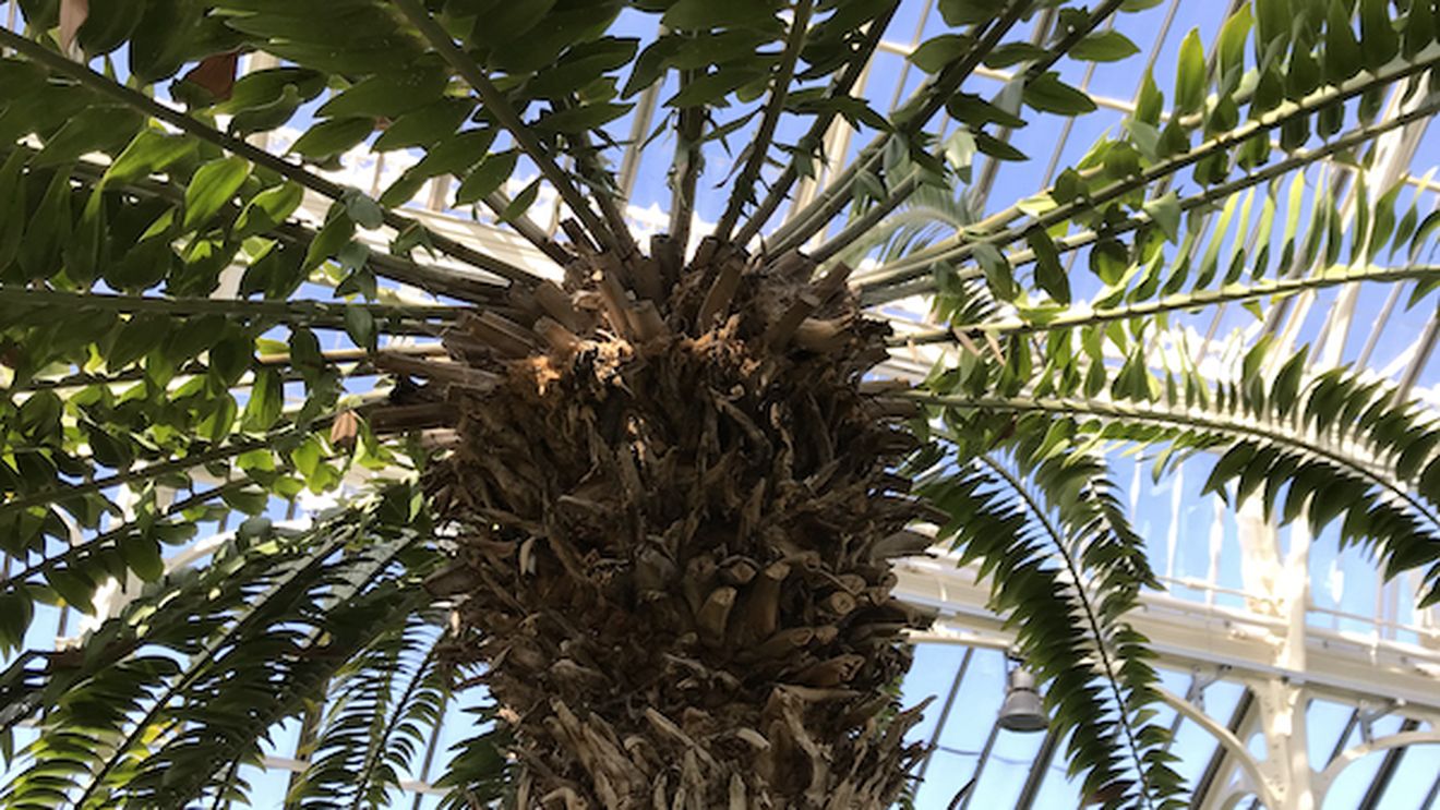 Se caută un copac: Cycasul lui Wood este "cea mai singuratică plantă din lume", iar un colectiv de cercetători verifică o pădure din Africa de Sud pentru a o ajuta să se reproducă / Sunt folosite drone și inteligența artificială