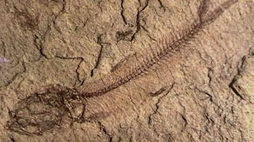 30 de specii de pești fosili de acum 56 de milioane de ani, într-o rezervație monument al naturii din Argeș