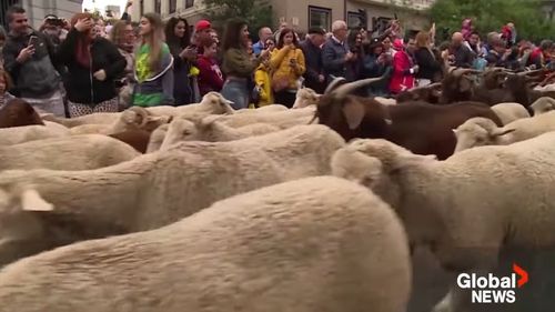 Străzile din Madrid, ocupate de oi mânate de ciobani pe vechile rute de transhumanţă