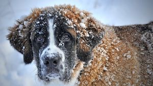 Poliția Română scoate la concurs 264 de posturi pentru Protecția Animalelor, cu înscriere online, până pe 28 decembrie/Care sunt condițiile de participare