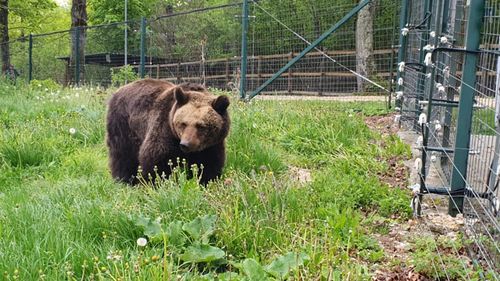 Povestea  „Ursoaicei fără nume”, eliberată de la Zoo după 38 de ani: ”A fost doar un număr într-un registru”