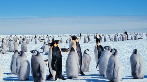 Patru noi colonii de pinguini imperiali, descoperite în Antarctica după ce excrementele lor au fost observate din spațiu