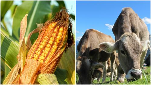 Problemele din „lanțul trofic” al economiei românești: Producătorul de cereale nu găsește un zootehnist căruia să-i vândă porumb, lăptarului nu are cine să-i furnizeze sticle, iar brutarul nu are un morar bun