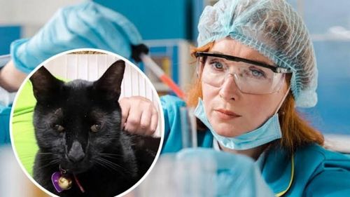 O pisică neagră ajută oamenii de știință să descopere o nouă tulpină de virus. Felina este cel mai neobișnuit asistent de laborator