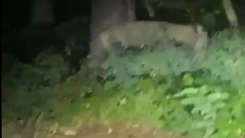 Alertă privind o posibilă leoaică în libertate lângă Berlin