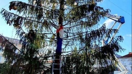 Cinci funcționari ai primăriei Târgu Jiu vor achita peste 100.000 de euro, pentru un brad de Crăciun cumpărat ilegal