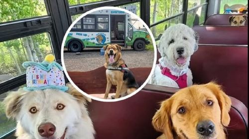 Câinii nu mai stau singuri acasă, ci merg zilnic la școală cu autobuzul, învață, se joacă și scapă definitiv de anxietate. Ce țară pune mare preț pe fericirea animalelor