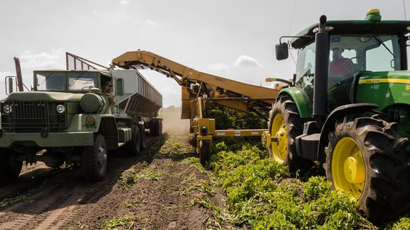 De ce vor plăti mai mult românii decât alți cetățeni UE pentru vizele sezoniere de muncă din Marea Britanie