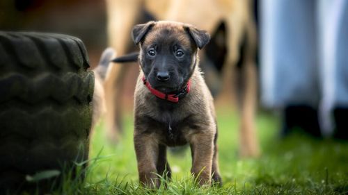 Cel mai inteligent câine din lume nu mai este Border Collie, susțin oamenii de știință. Noul lider surprinde prin logica și capacitatea de a rezolva probleme complexe