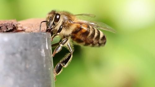 Judecătorii din California au decis că albinele pot fi considerate pești pentru a putea fi protejate