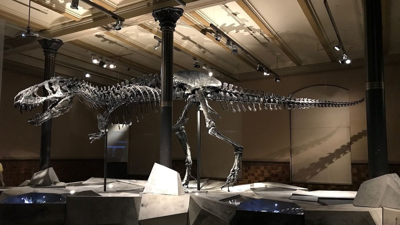 Un schelet de T-Rex s-a vândut cu aproape 5,6 milioane de euro / Numit Trinity, scheletul de aproximativ 3,9 metri înălțime și 11,6 metri lungime / Numele vine de la faptul că oasele provin de fapt de la trei T-Rex diferiţi