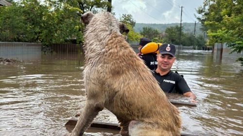 Apelul autorităților, în contextul codului roșu de ploi torențiale: ”Eliberați animalele din lanțuri, pentru a le da șansa să se adăpostească. Aceasta poate fi singura lor șansă de supraviețuire”