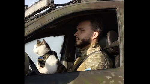 Pisici de război: Ucraina își înrolează prietenele feline în lupta împotriva Rusiei