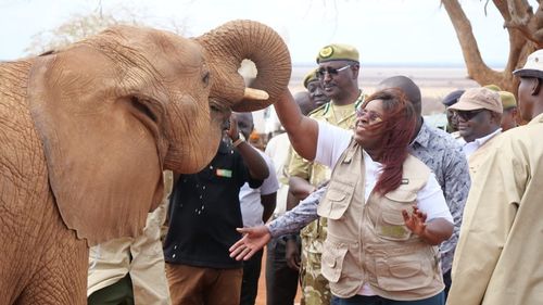 Cea mai bătrână femelă elefant a murit în Kenia /  Cunoscută pentru colții ei lungi, Dida avea vârsta estimată de 65 de ani