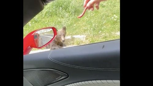 VIDEO Fără să se teamă de reguli și amenzi, Andrew Tate s-a filmat în bolidul său cum aruncă niște cârnăciori unui urs aflat pe marginea drumului