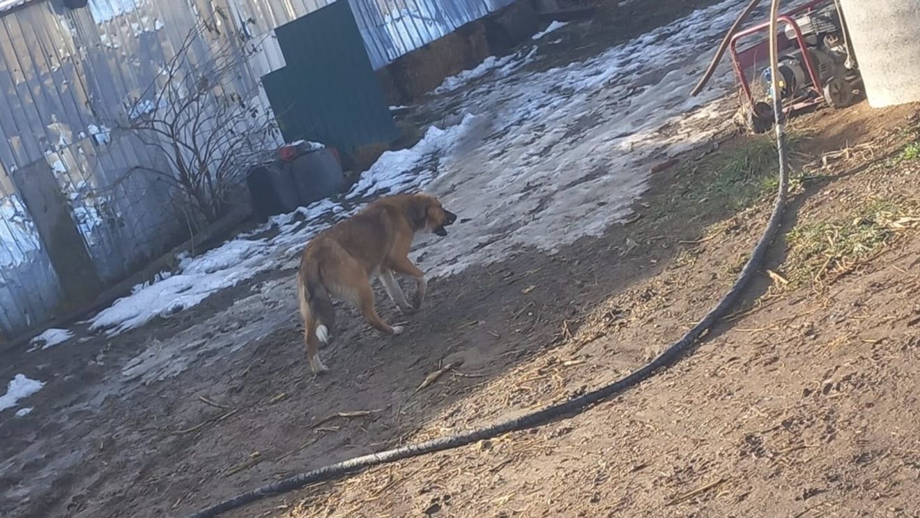 Șapte oi omorâte în municipiul Suceava de către câinii vagabonzi / ”S-a ajuns la astfel de situații după 20 de ani în care fosta conducere a Primăriei Suceava a făcut doar câteva sterilizări”