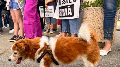 Protest pentru câinii fără stăpân: Modificările ANSVSA care scot ONG-urile în stradă / „10 milioane de euro pentru hingheri privați: România riscă să legalizeze uciderea câinilor!”