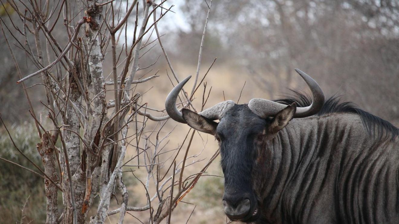 De ce mai multă vegetație nu înseamnă neapărat mai puțină încălzire globală, mai ales în Africa? Cum ajută animalele la reducerea nivelului de CO2: Cazul antilopelor gnu din Tanzania