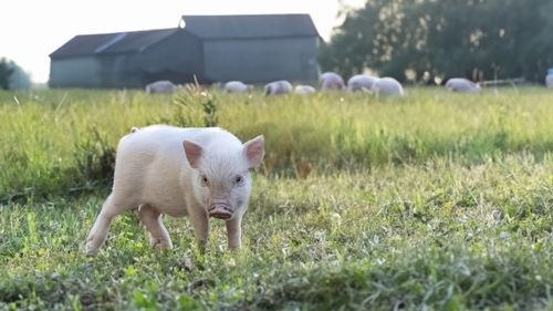 Pe 4 august intră în vigoare normele modernizate privind emisiile crescătoriilor de animale / Persoanele vor putea cere, în premieră, despăgubiri pentru daunele cauzate sănătății de poluarea ilegală