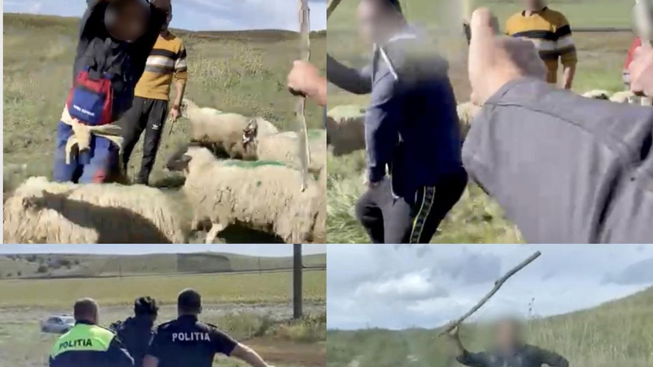 Angajații unei stațiuni de cercetare din Botoșani, fugăriți cu bâtele de ciobani / Oierii au intrat cu turmele pe terenurile instituției /  ”A început jihadul, am crezut că ne omoară acolo”
