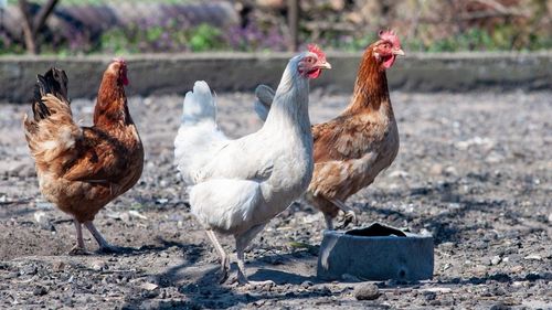 Patru noi focare de gripă aviară în Mureș și Harghita. Virusul ar fi provenit de la ferma din Ungheni