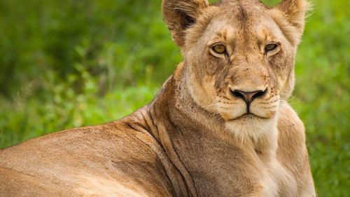 O leoaică de la o grădină zoologică din Belgia a fost testată pozitiv la COVID-19