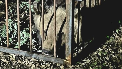 Unul dintre urșii care vin la Platoul Cornești din Târgu Mureș a fost capturat. Zona este una dintre cele mai populare pentru petrecerea timpului liber de către localnici și turiști