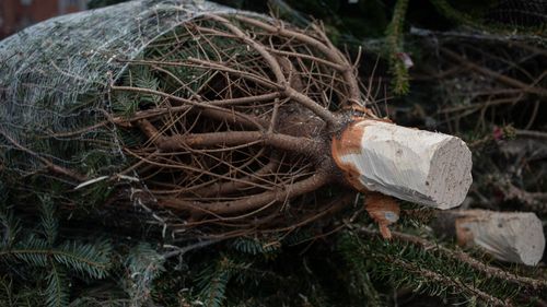 Majoritatea orașelor din Alba renunță la târgurile de Crăciun, din cauza ordonanței austerității / Ciolacu, în urmă cu o lună: Târgurile de Crăciun funcționează. După ce Nehammer îl închide pe cel din Viena, vă promit că și eu le închid în România