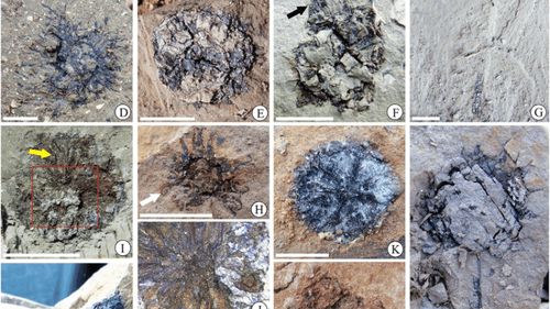 O plantă veche de 15 milioane de ani a fost descoperită fosilizată de paleontologi chinezi și americani în regiunea Fujian