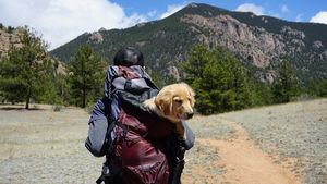 Vrei să călătorești în vacanță împreună cu pisica sau câinele? Tot ce trebuie să știi despre pașaportul UE pentru animalele de companie