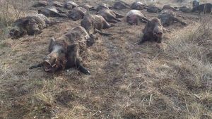 Măsuri de amploare pentru combaterea pestei porcine: Autoritățile propun împușcarea a peste 30.000 de mistreți în toată țara și eradicarea totală a acestora și a prădătorilor în zonele afectate de epidemie