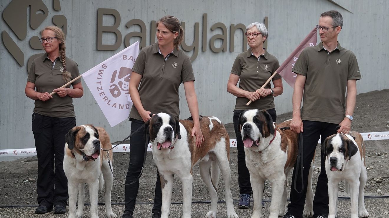 Câinii Saint Bernard continuă să patruleze Alpii elvețieni. Un muzeu unic le păstrează vie istoria și tradiția
