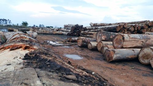 Lemn ilegal din pădurile tropicale ale Columbiei ajunge în lanțurile de aprovizionare din SUA și UE pentru parchet și podele - anchetă a Agenției de Investigații de Mediu