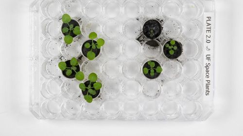 Cercetătorii chinezi au descoperit o metodă pentru a transforma regolitul de pe Lună în sol fertil pentru agricultură