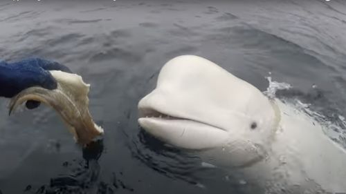 Nu există niciun semn că "balena-spion" Hvaldimir a fost împușcată, afirmă poliția norvegiana