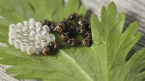 Greu de ucis. Studiu: Gândacii evoluează rapid și devin imuni la insecticide