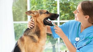 Îngrijirea dentară la câini și pisici: De ce este importantă igiena orală a animalului tău și ce produse noi există pe piață