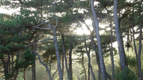 Regenerarea pădurilor mistuite de foc în Grecia va avea loc doar după multe decenii, spun experții