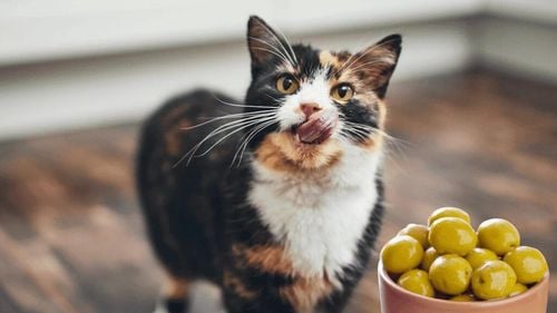 De ce sunt pisicile tale obsedate de măsline. Explicația științifică din spatele acestei reacții neobișnuite