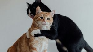 Au pisicile prieteni? Experții scot la iveală adevărul cu privire la prieteniile dintre feline și alte animale