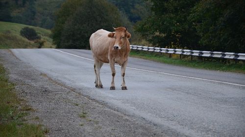 Accident în Suceava: Un pieton a fost rănit de o vacă acroșată de o mașină