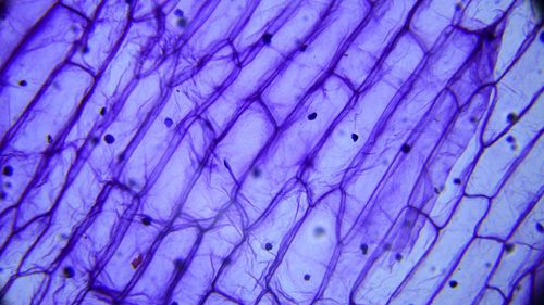 Cercetătorii au descoperit zeci de forme de viață la adâncimi mari sub calota glaciară antarctică, cu un nivel de biodiversitate fără precedent pentru un mediu complet lipsit de lumina solară