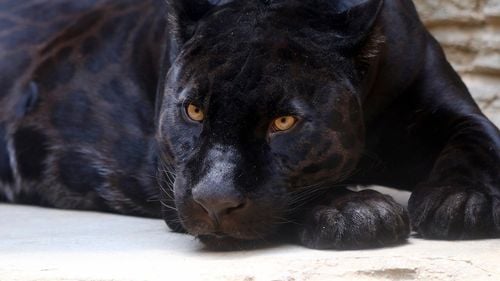 Turism din orice: Bulgarii au transformat nebunia panterei dispărute în atracție pentru iubitorii de natură, drumeție, ciclism și istorie / Ce investiții vrea să facă administrația din Șumen, folosind inteligența artificială