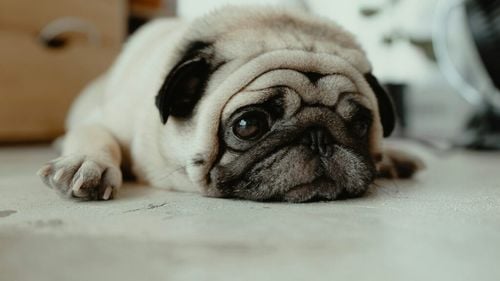 Avertisment pentru stăpânii de câini. Oamenii de știință au descoperit că stresul proprietarilor se transmite direct animalelor, afectându-le sănătatea pe termen lung