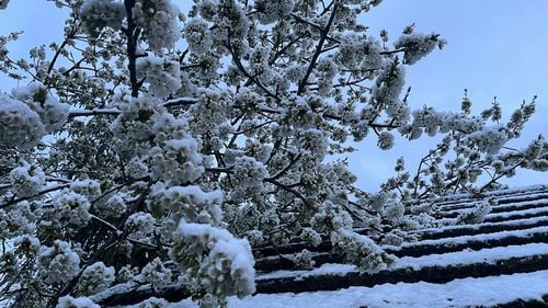 GALERIE FOTO Cireși înfloriți în zăpadă, iarnă în luna aprilie