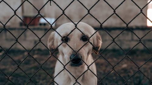 VIDEO revoltător | Afacerea „eutanasia” / După 12 ani și sute de milioane de euro cheltuite, în Romania încă mai sunt 5 milioane de câini pe străzi: „Eutanasia este legea suferinței. Câinii sunt exterminați, uciși cu benzină”